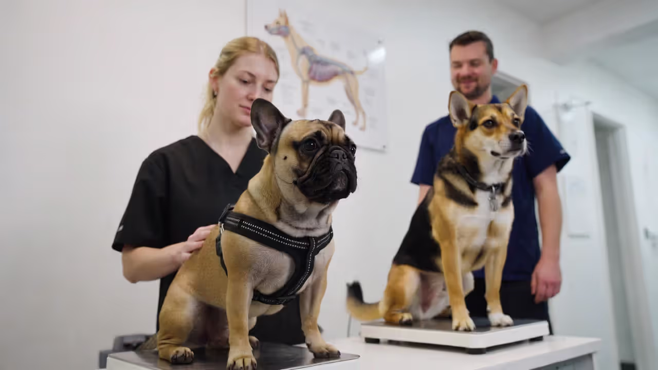 Breed changes risk—and pricing